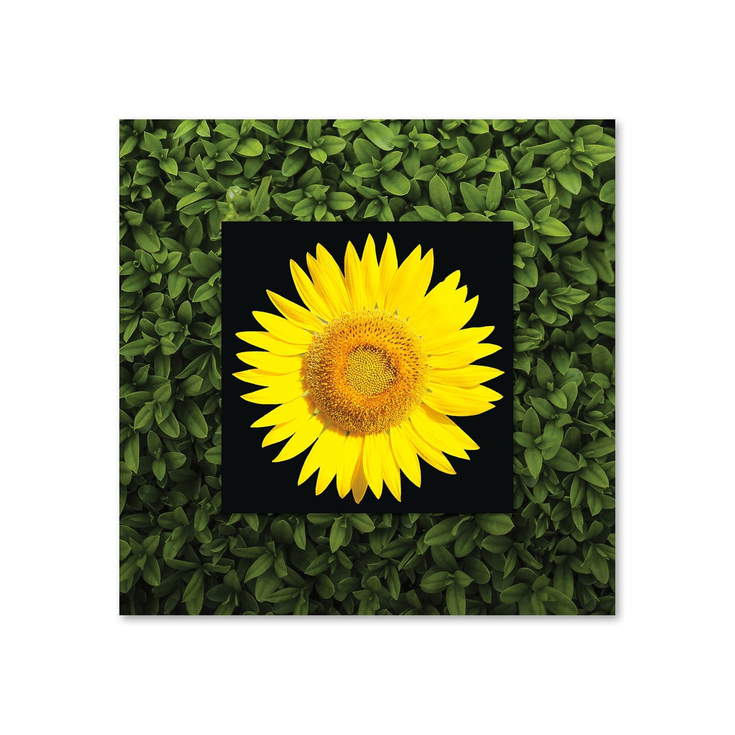 XAROX Sunflower with Background Miniature Fine Wall Art TG