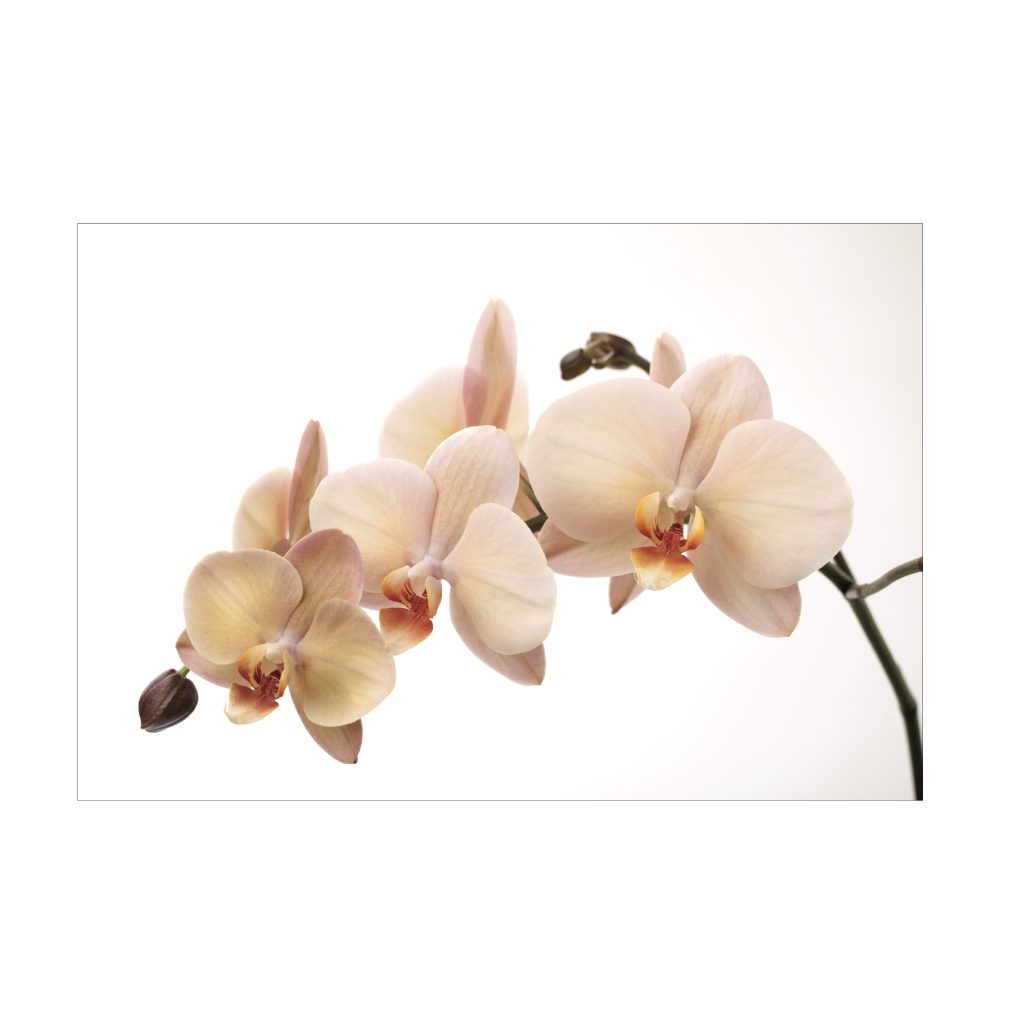 NC-12 VANILLA Orchid Radiance Modern Acrylic Wall Art
