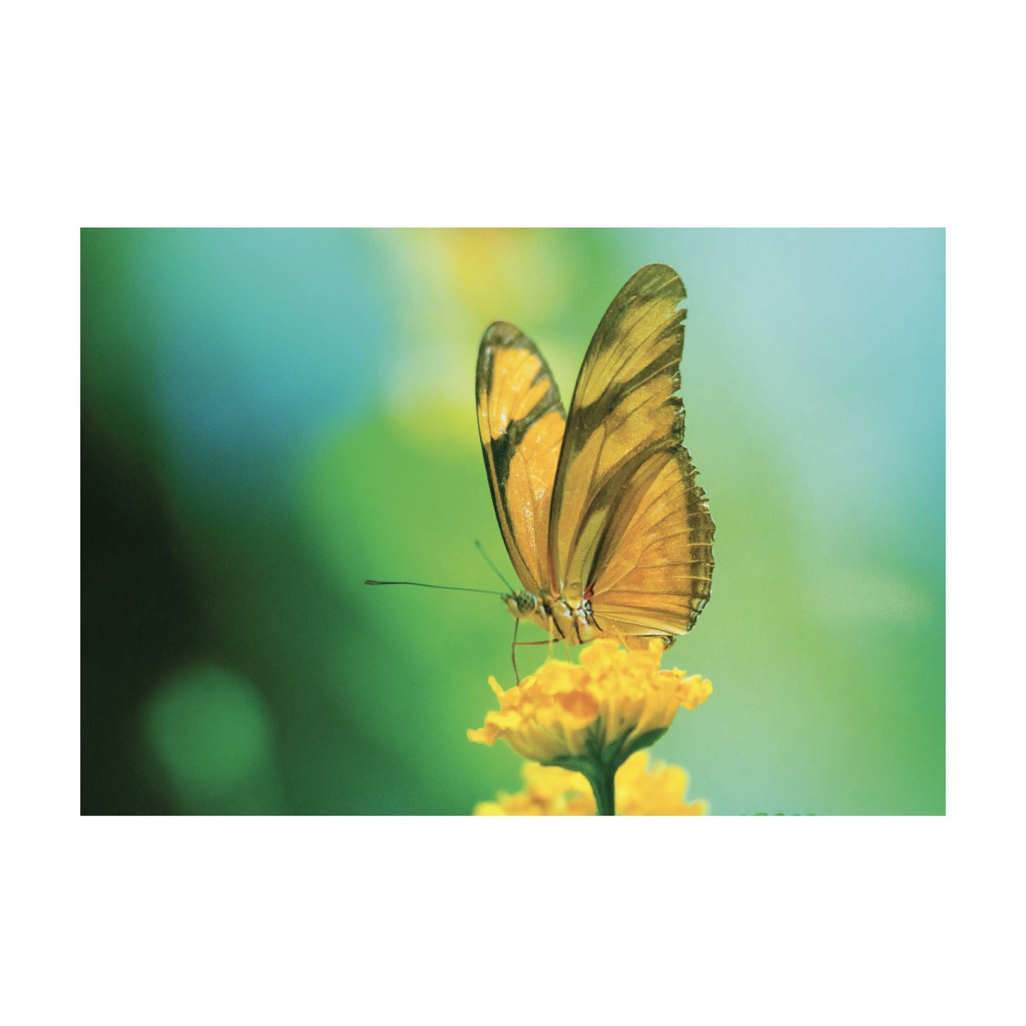 NC-39 MARIGOLD Monarch Butterfly Modern Wall Art TG