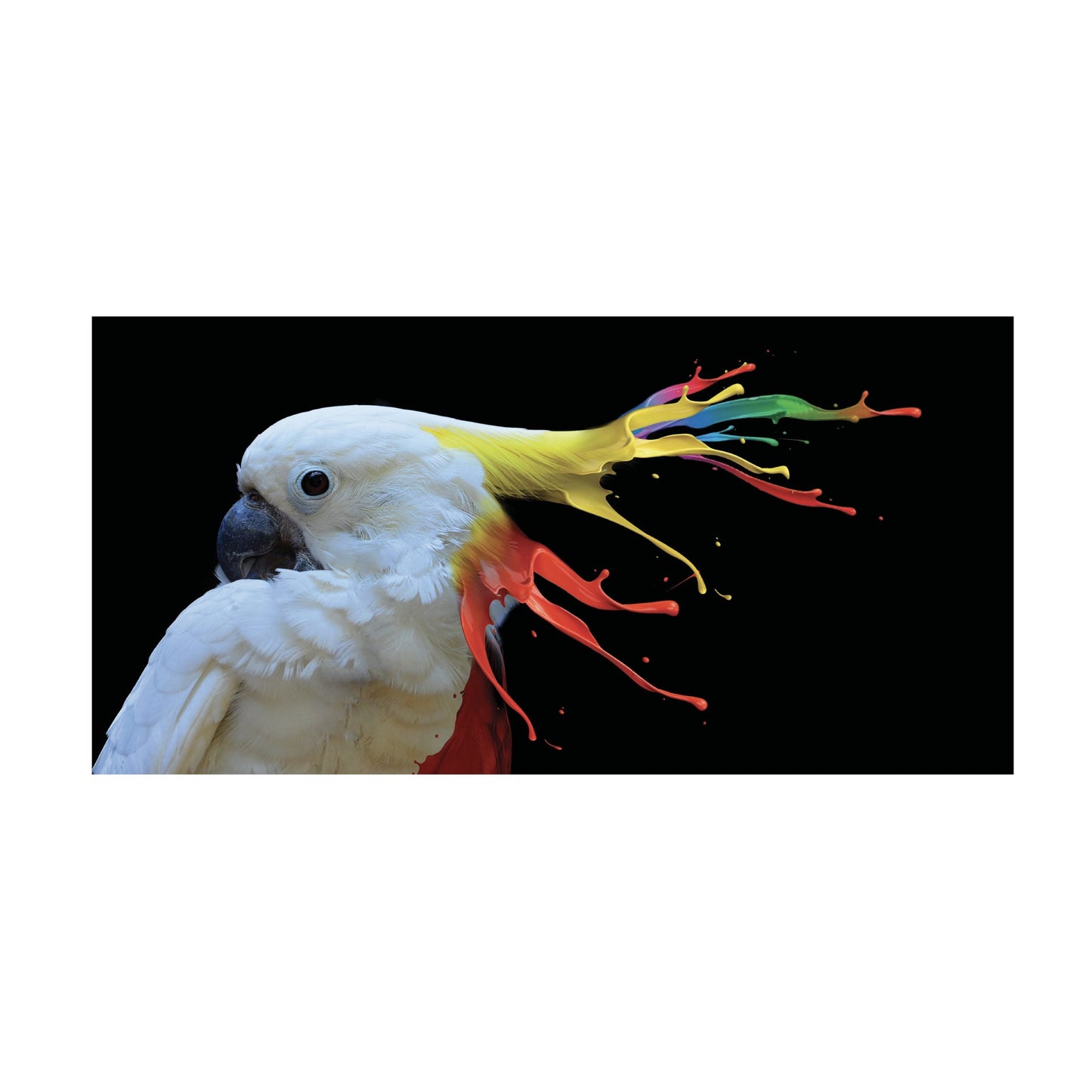 SUNBEAM Colorful-Crested Cockatoo Modern Wall Art TG