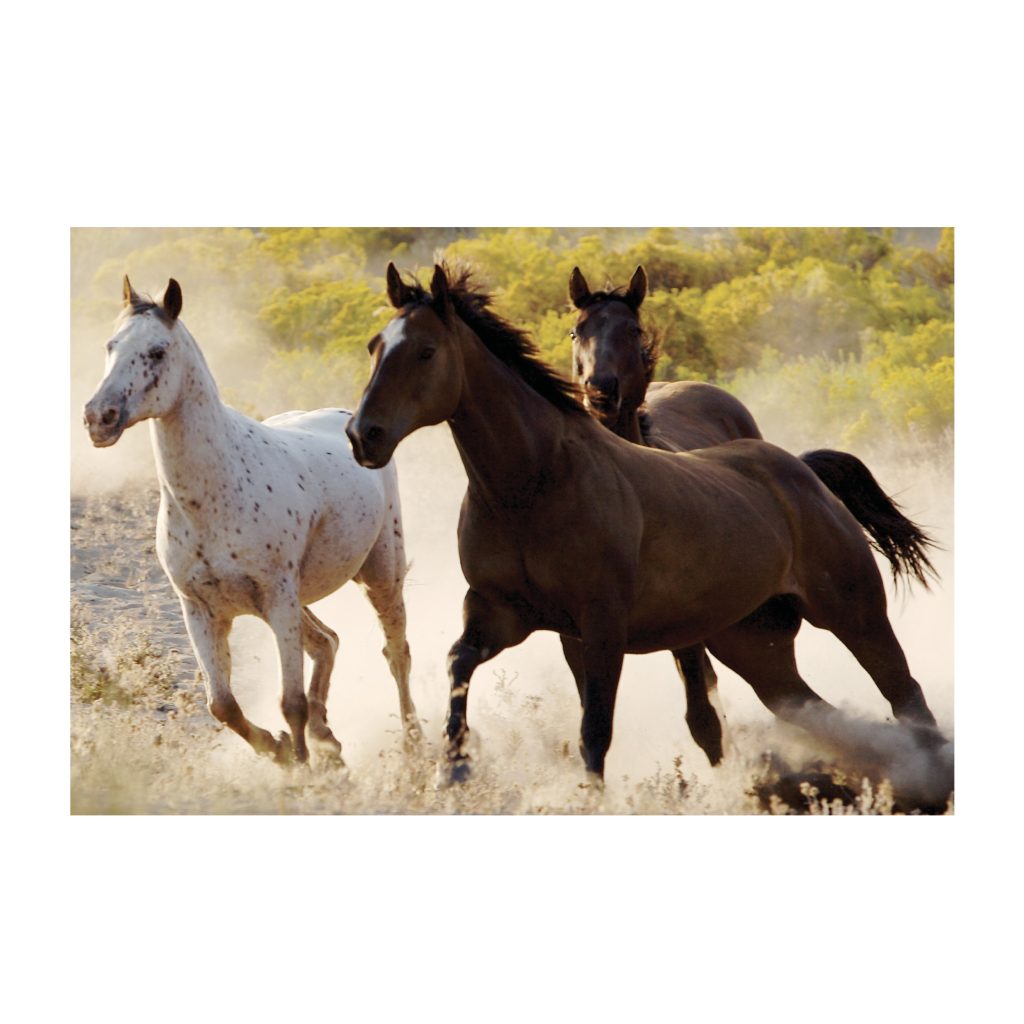 NC-42 GALLOP Horse Running Modern Wall Art TG
