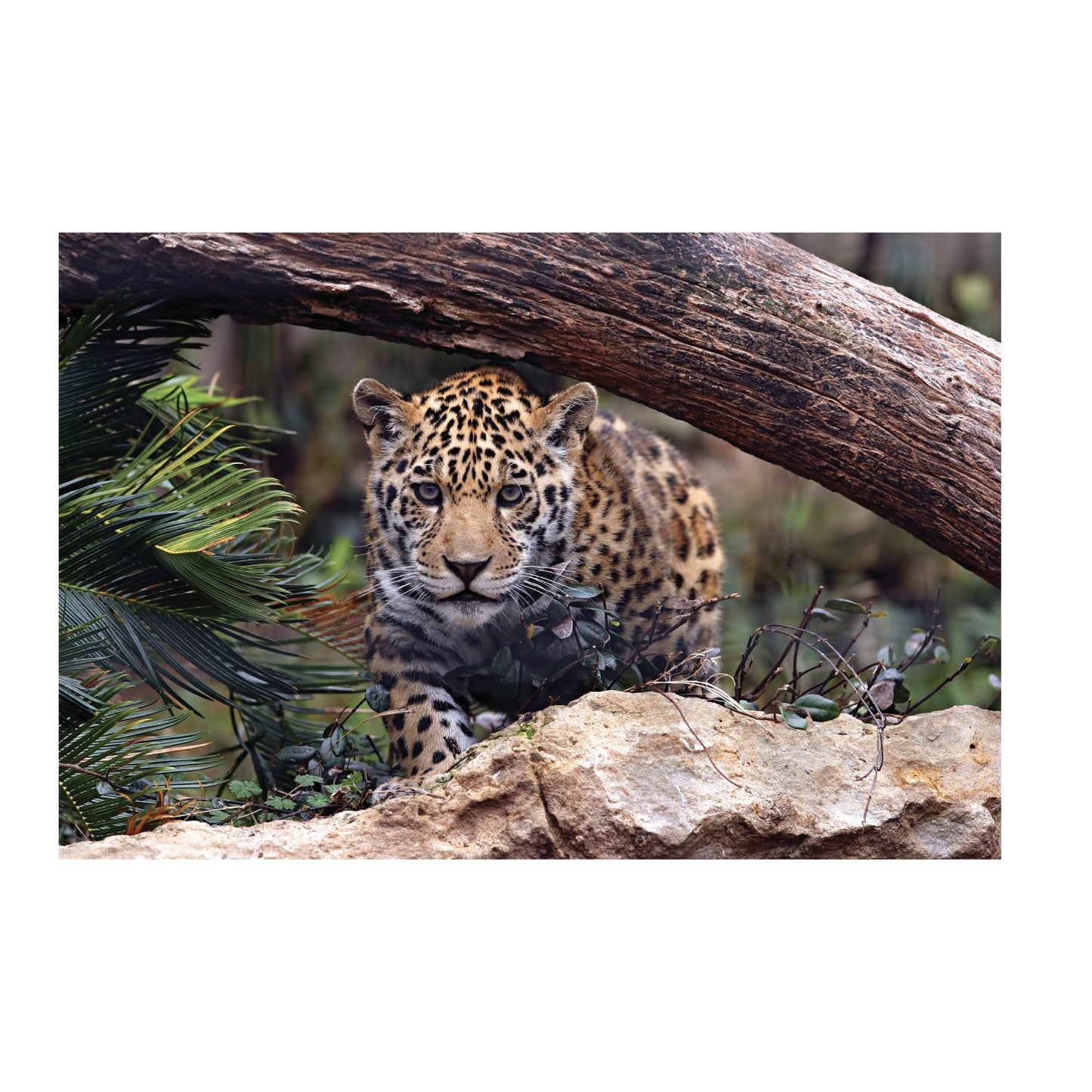 NC-43 SAFARI Baby Jaguar Modern Wall Art TG