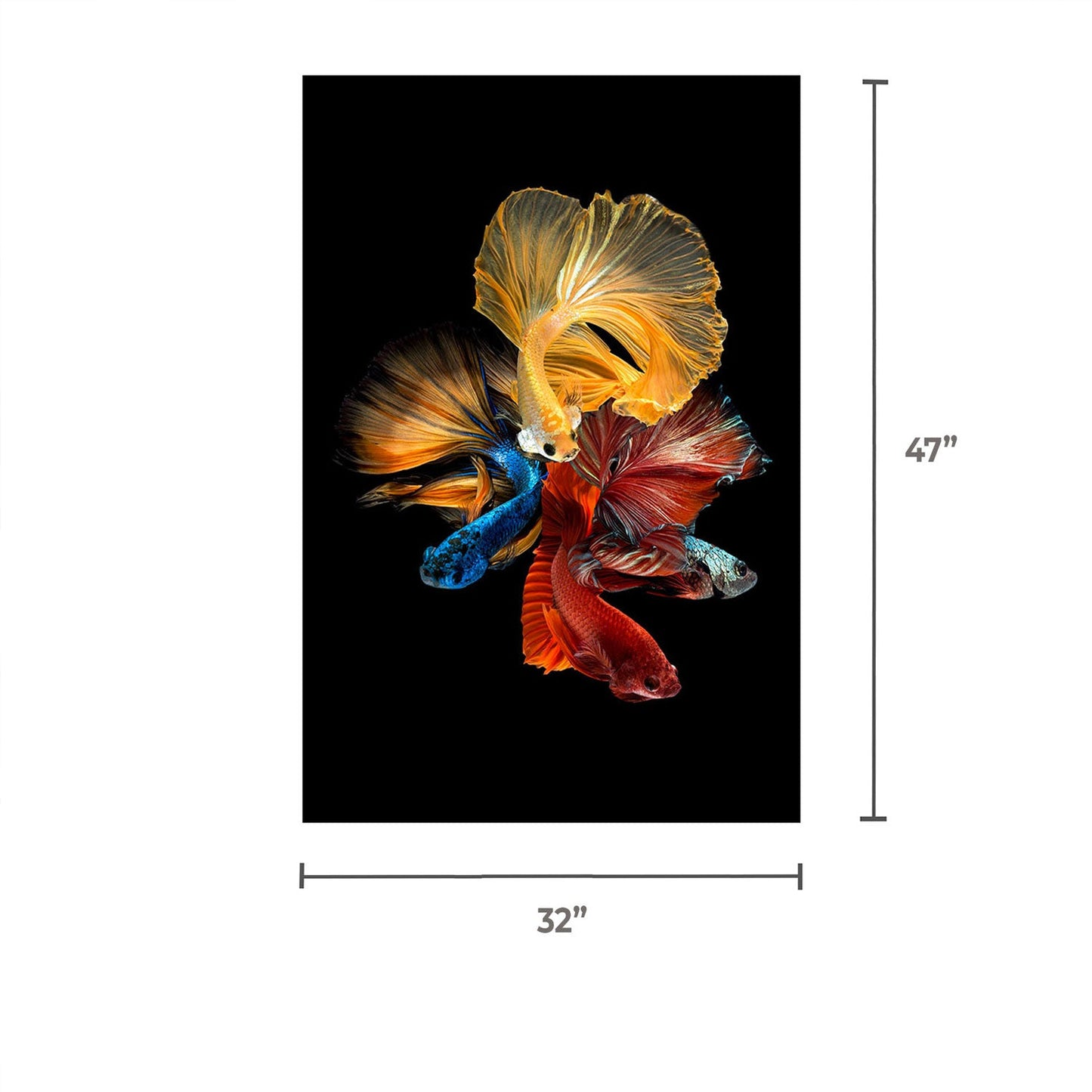 SU-62073 BETTA Long Fin Fish Tempered Glass Print