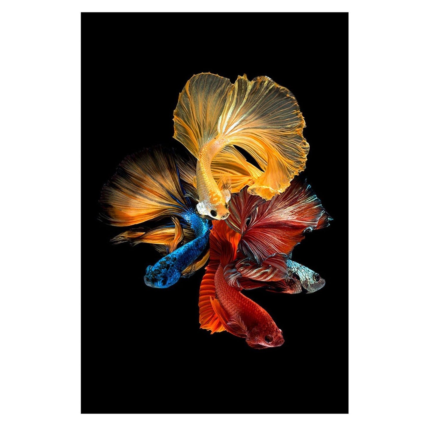 SU-62073 BETTA Long Fin Fish Acrylic Wall Art Print