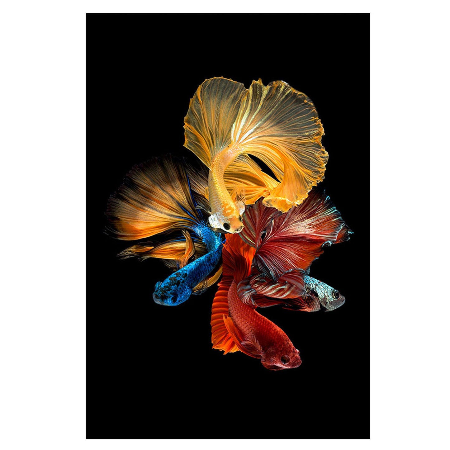 SU-62073 BETTA Long Fin Fish Tempered Glass Print