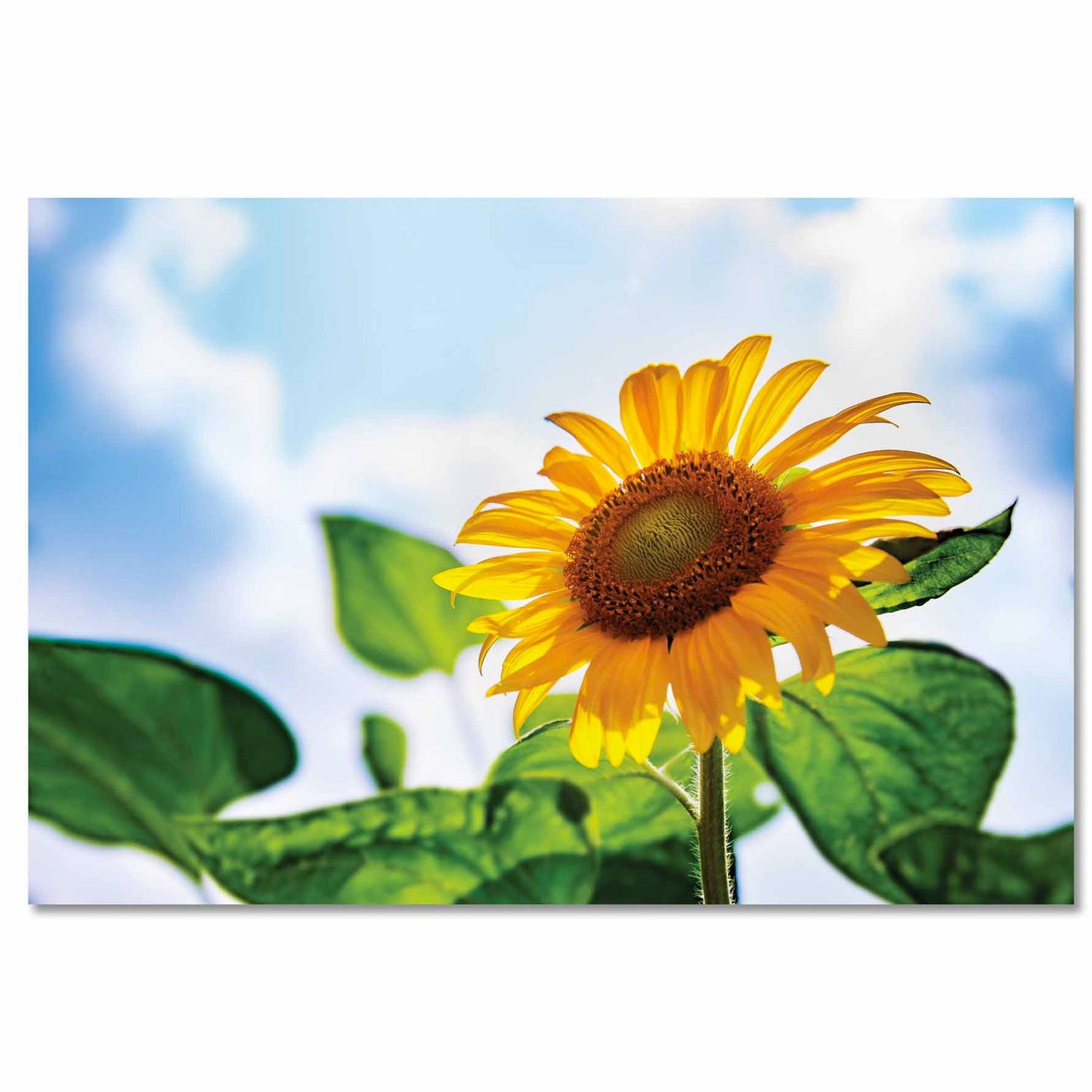 SU-82027 ZEPHIX Sunflower Tempered Glass Print