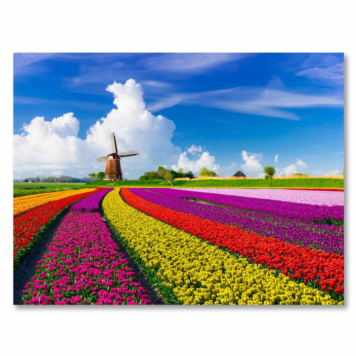 SU-82029 LYCOS Tulips in Holland Tempered Glass Print
