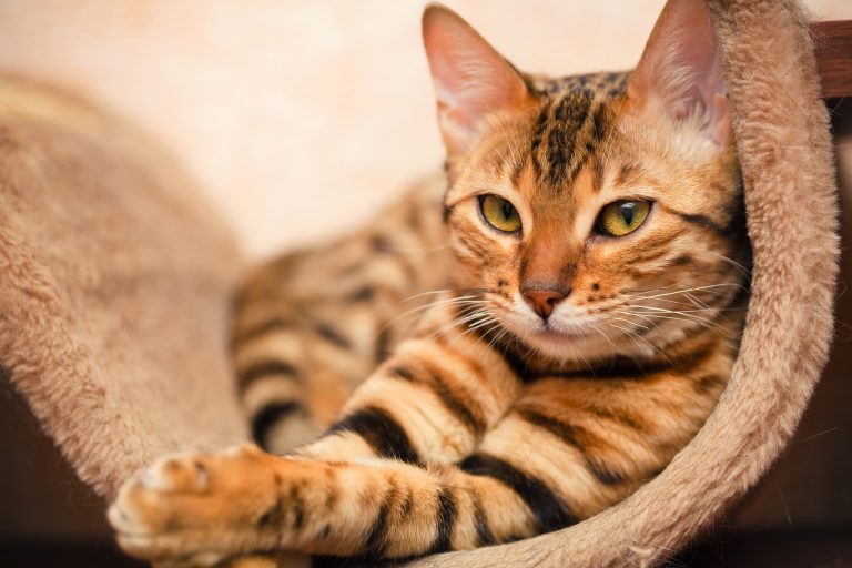 NC-53 KITTEN Bengal Cat Acrylic Wall Art Print