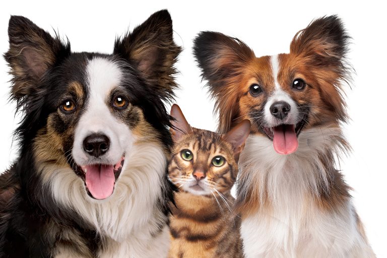 NC-52 FLINT Border Collie & Cat Acrylic Wall Art Print