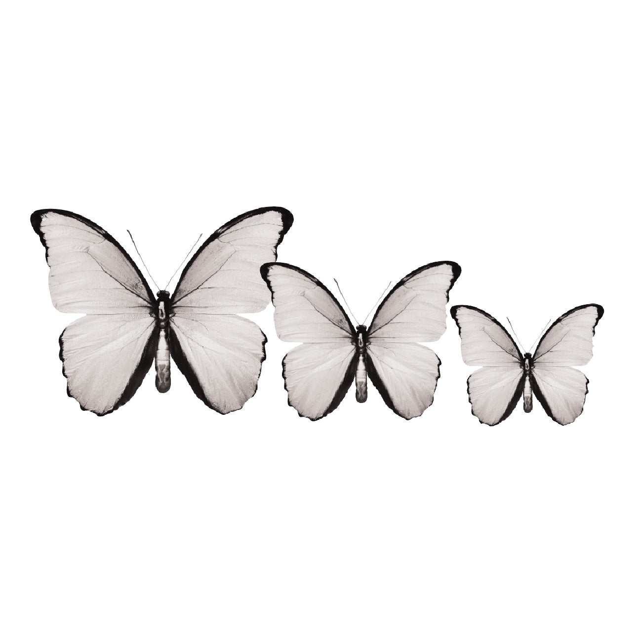 PALC-05 CIRCA 3D Butterfly Acrylic Prints Set of 3