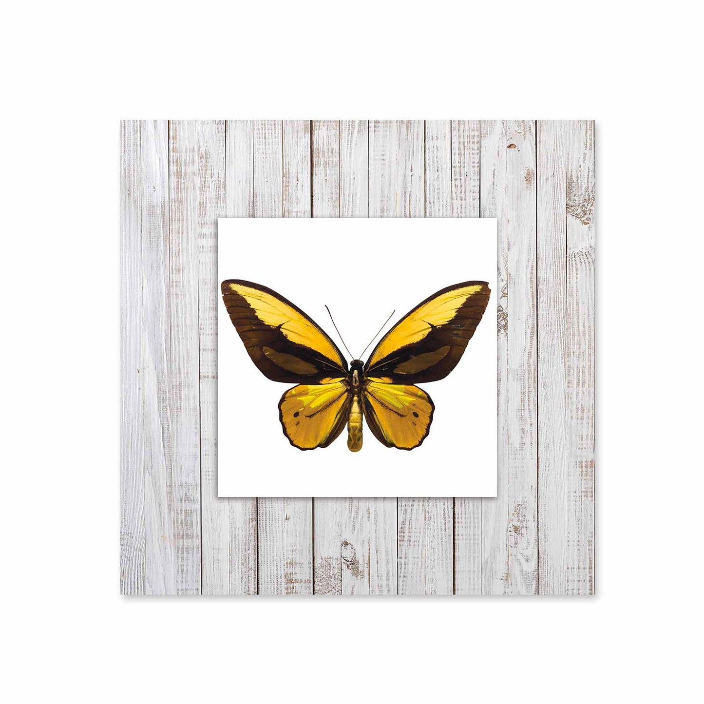 EXOR Butterfly with Background Miniature Fine Wall Art TG