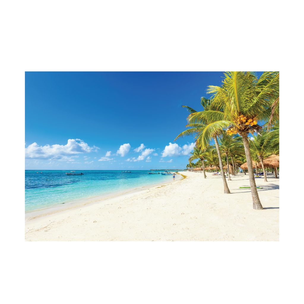 LUSH Coconut Palms on White Sands Modern Wall Art TG