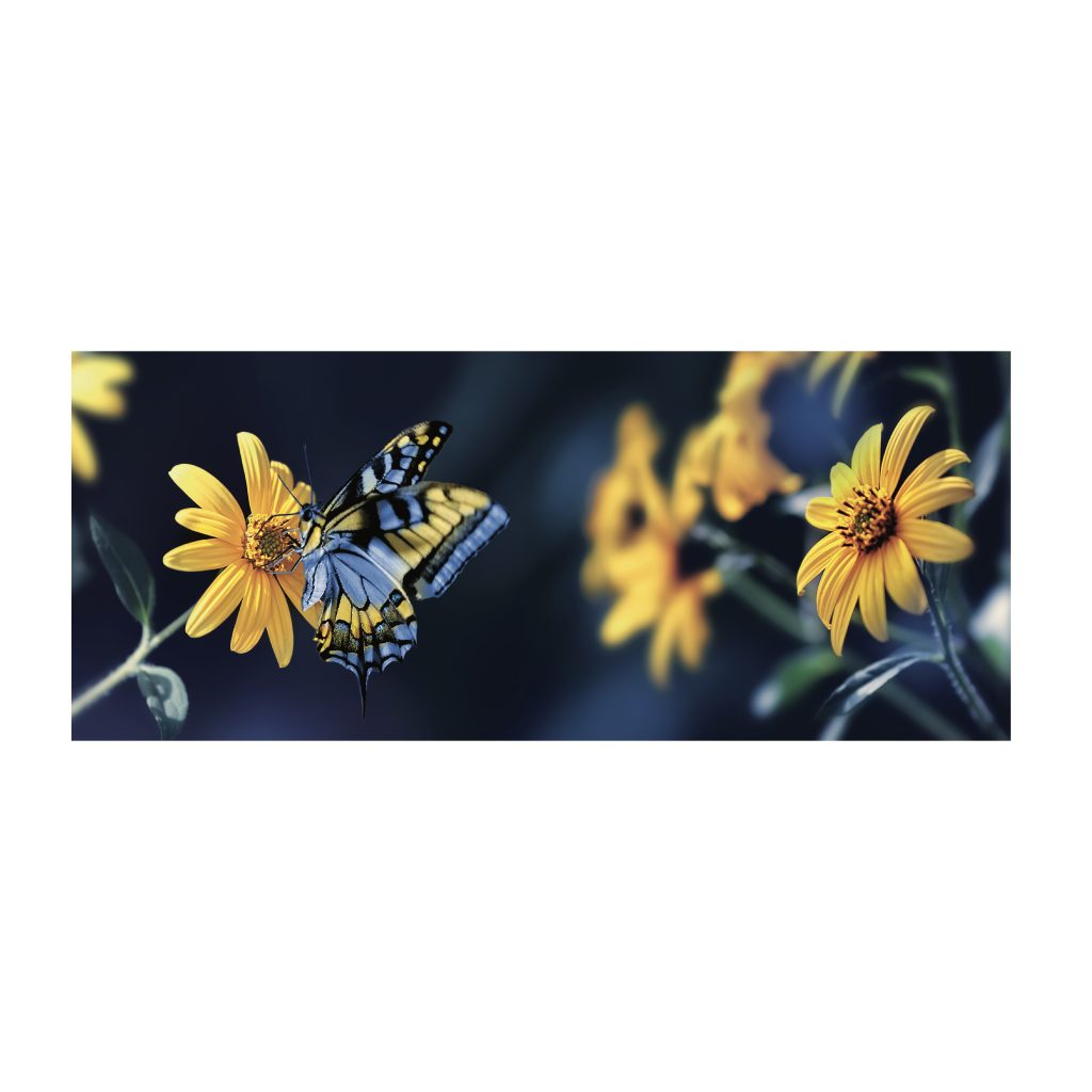 SERENE Butterfly Sitting On Yellow Flower Wall Art Print TG