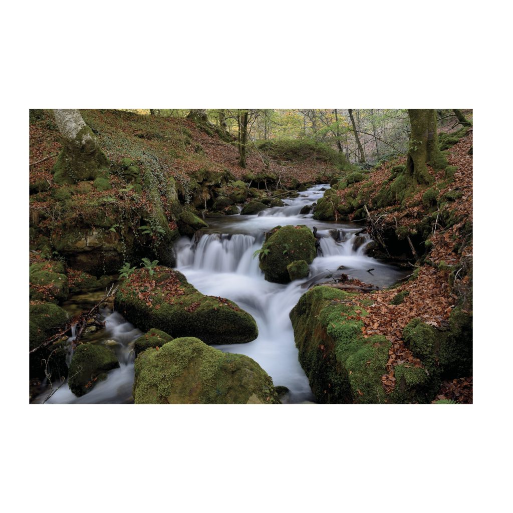 MOSSY Stream and Forest Harmony Modern Wall Art TG