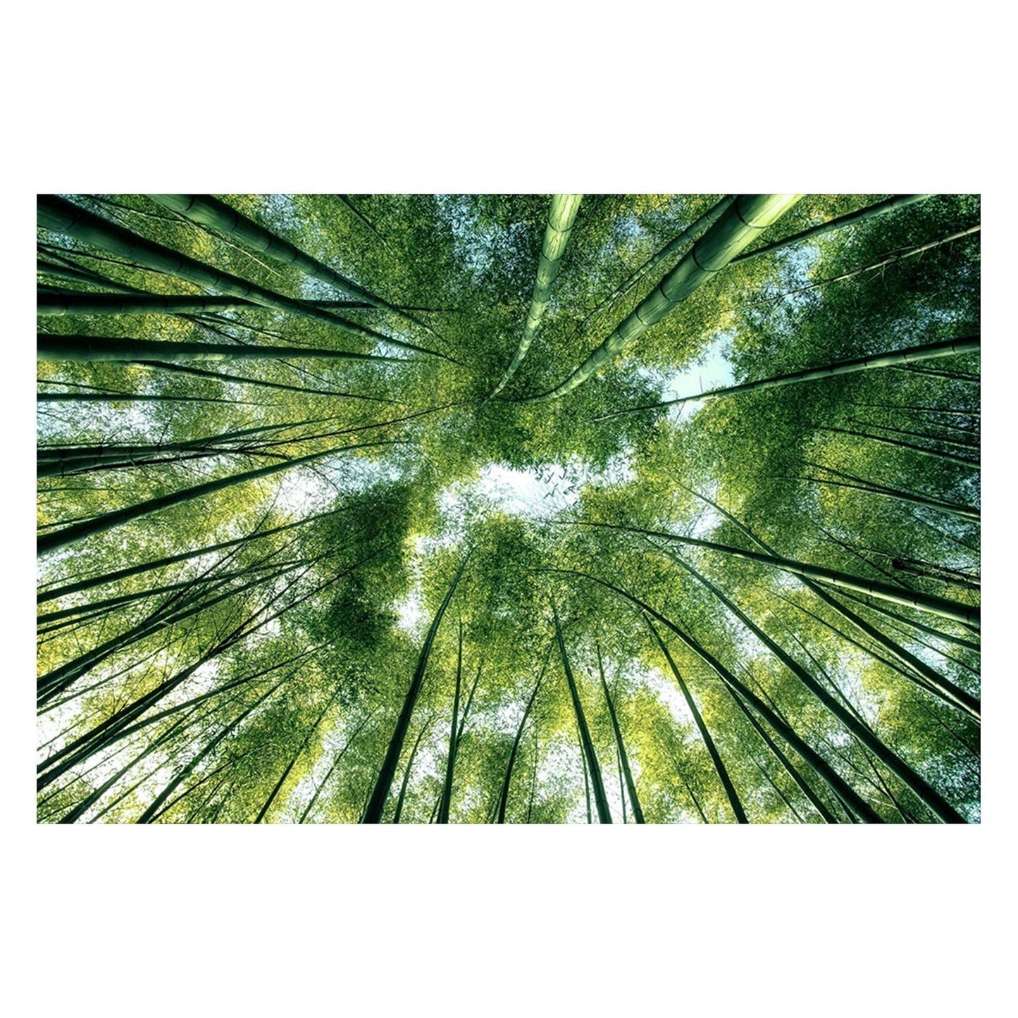 BAMBOO Forest Trees Acrylic Wall Art Print