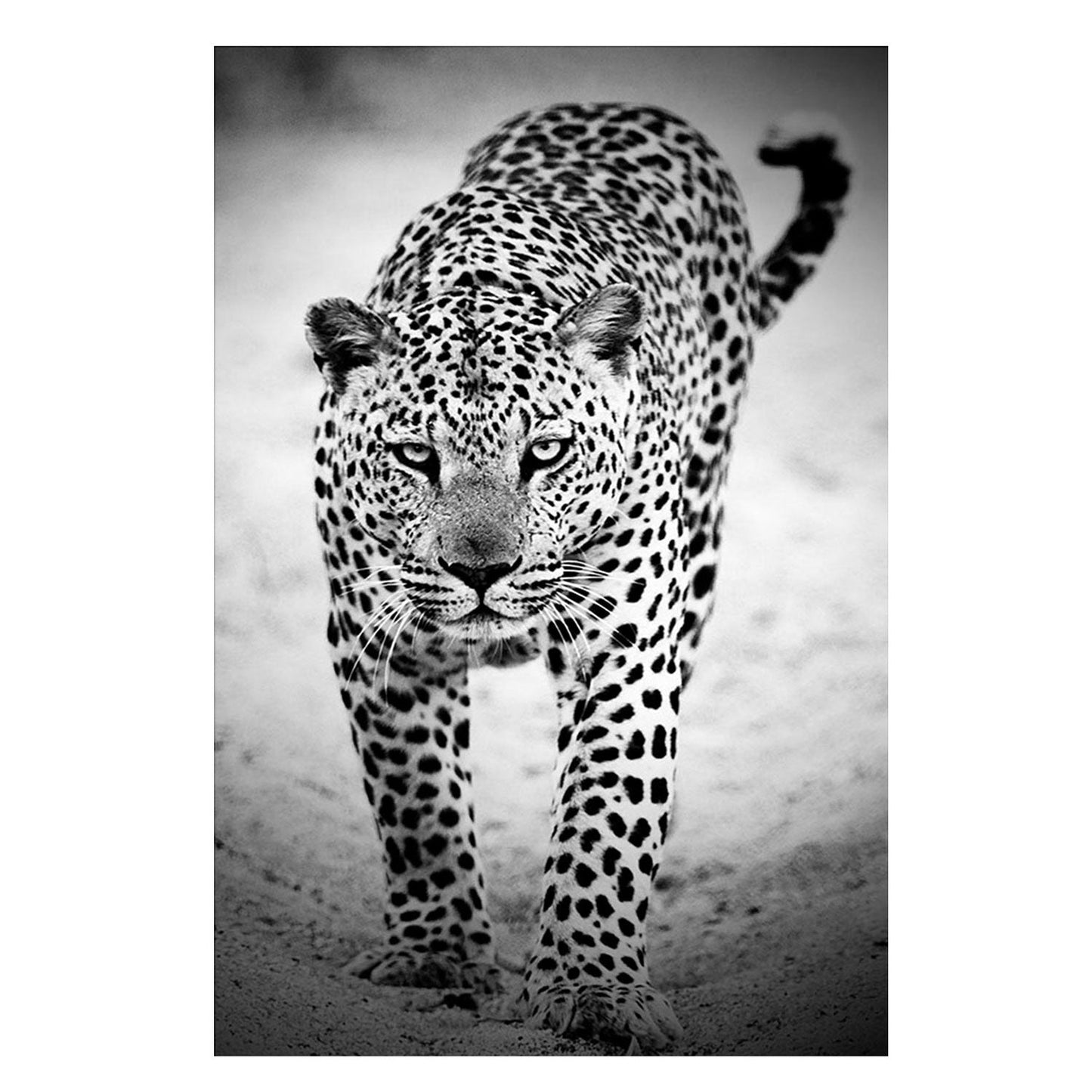 TATE Black & White Leopard Acrylic Wall Art Print