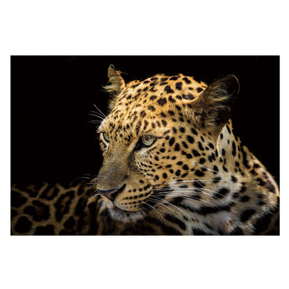 RAYNE Focused Leopard Acrylic Wall Art Print