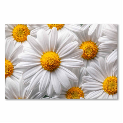 SUNNY White Daisy Modern Acrylic Wall Art