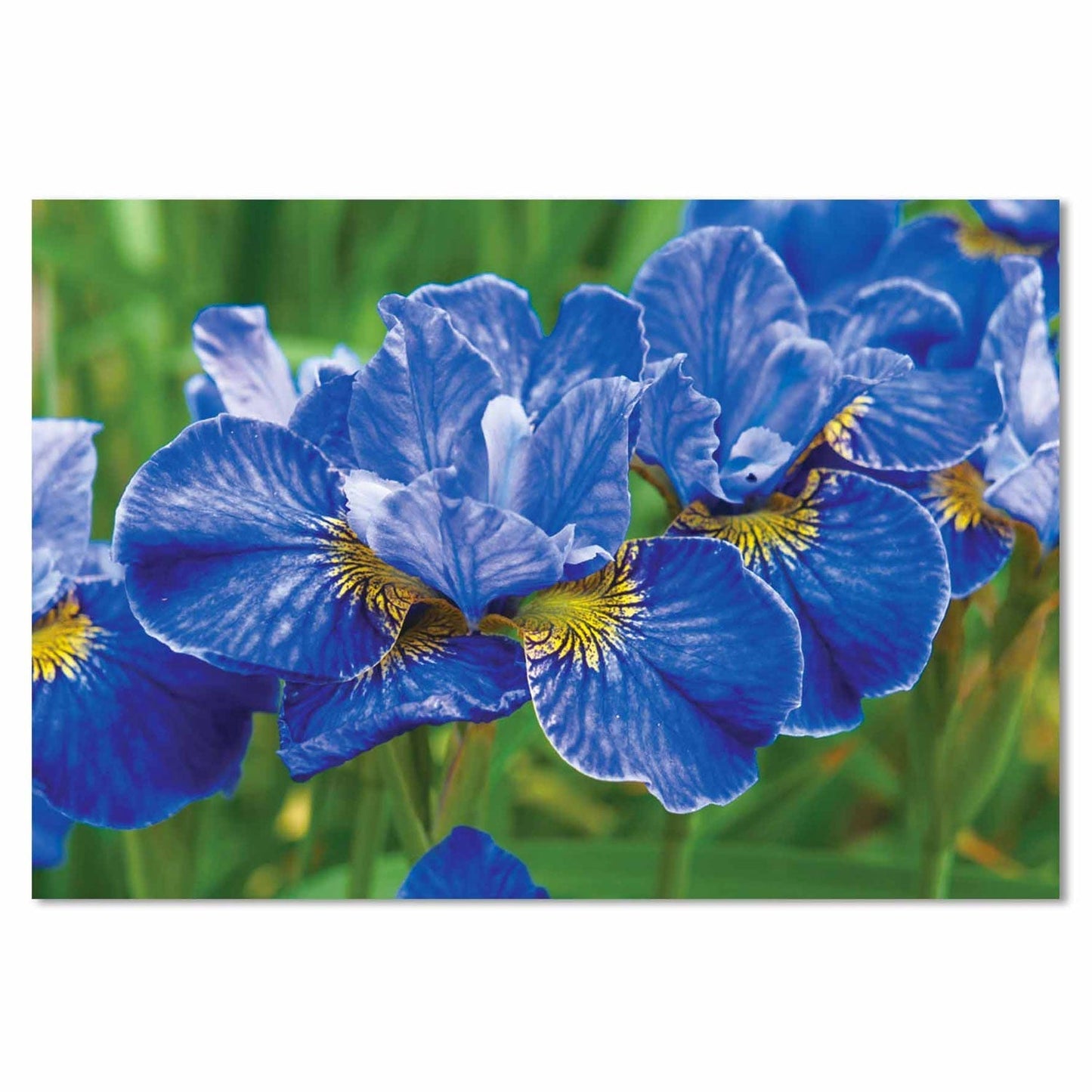 ORCHIDS Blue Flower Modern Acrylic Wall Art