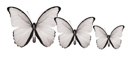 CIRCA 3D White Butterfly Acrylic Prints Set of 3