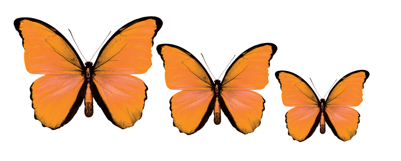 CIRCA 3D Orange Butterfly Acrylic Prints Set of 3