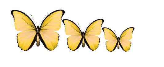 CIRCA 3D Yellow Butterfly Acrylic Prints Set of 3