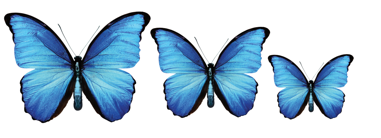 CIRCA 3D Blue Butterfly Acrylic Prints Set of 3