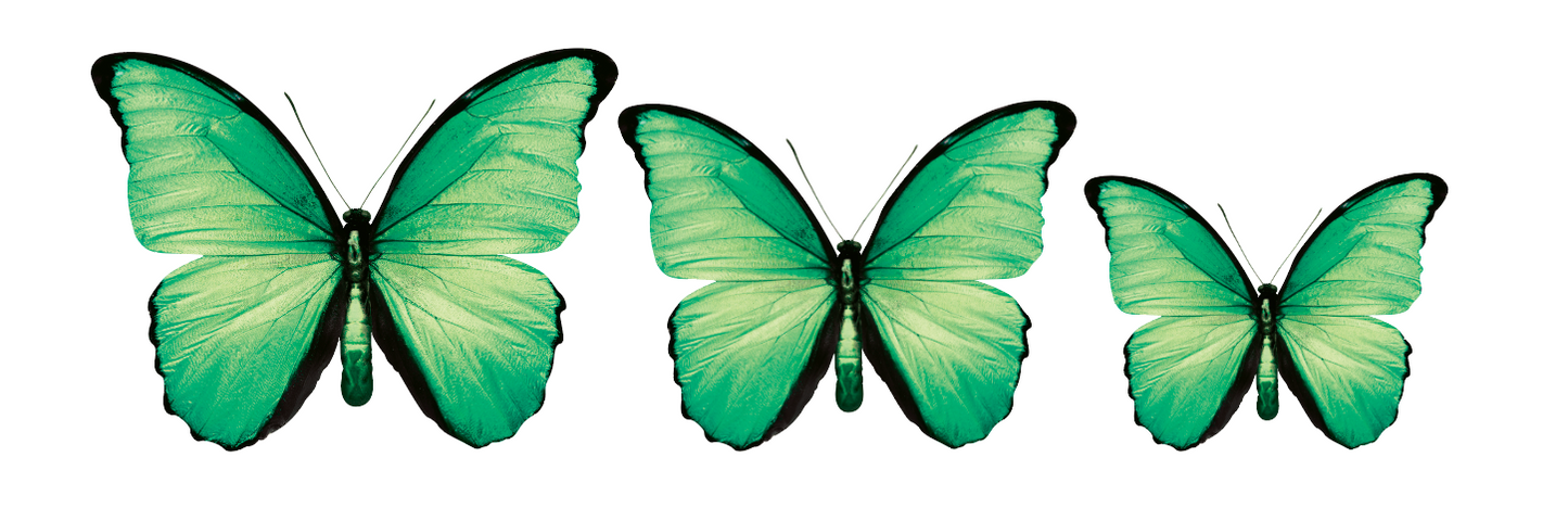 CIRCA 3D Green Butterfly Acrylic Mirror Prints Set of 3