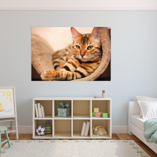 KITTEN Bengal Cat Acrylic Wall Art Print