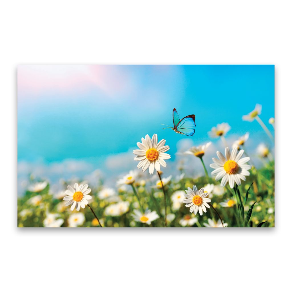 CHAMOMILE Delicate Floral Modern Acrylic Wall Art